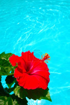 Foto de Flor roja en la vista de la piscina - Imagen libre de derechos