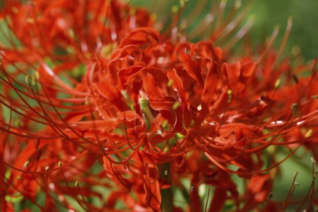 Photo for Close up image of Cluster Amaryllis growing in garder - Royalty Free Image
