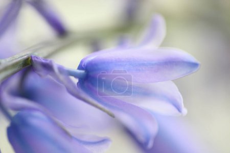 Foto de Primer plano de un jacinto azul flores sobre fondo blanco - Imagen libre de derechos