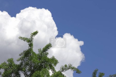 Téléchargez les photos : Cime des arbres et ciel bleu avec des nuages - en image libre de droit