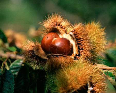 Photo for Chestnut on the tree - Royalty Free Image