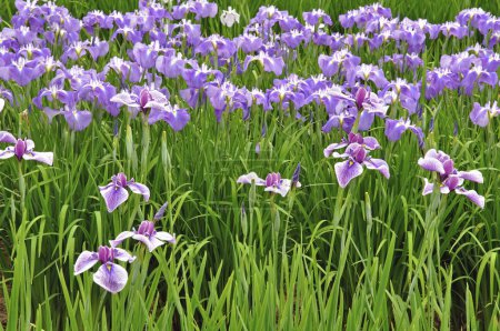 Téléchargez les photos : Close - plan de fleurs d'iris violet dans le jardin - en image libre de droit
