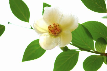 Téléchargez les photos : Fleur de jasmin avec feuille verte sur fond blanc. - en image libre de droit