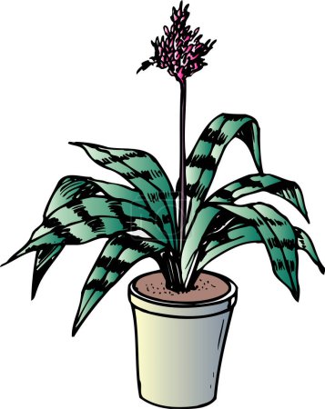 Téléchargez les photos : Fleur en pot avec des feuilles vertes sur fond blanc - en image libre de droit