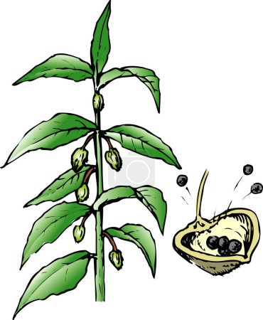 Téléchargez les photos : Plante verte sur fond blanc, illustration faite à la main de la plante maison avec des baies - en image libre de droit