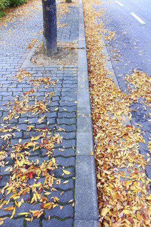 Foto de Hojas de otoño sobre el fondo de asfalto en la ciudad - Imagen libre de derechos