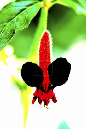 Téléchargez les photos : Papillon rouge, flore et faune - en image libre de droit