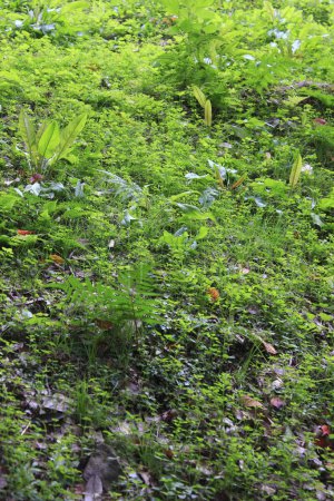 Téléchargez les photos : Plantes avec des feuilles vertes dans le jardin - en image libre de droit