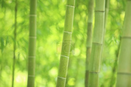 Téléchargez les photos : Magnifique fond de forêt de bambous - en image libre de droit