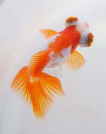 Photo for Goldfish swimming in water, close up view - Royalty Free Image
