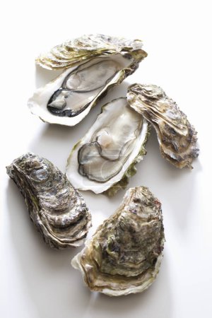 Foto de Vista de cerca de ostras gourmet frescas sobre fondo blanco - Imagen libre de derechos