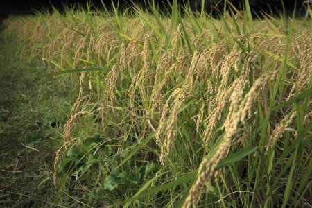 Foto de Vista cercana del campo de arroz con luz solar - Imagen libre de derechos