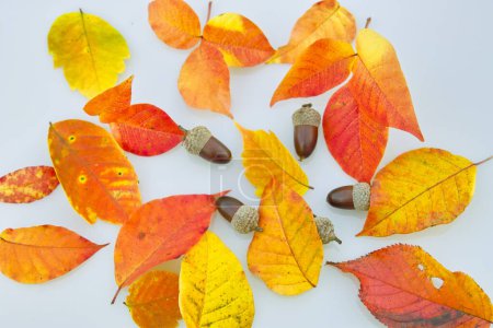Foto de Hojas de otoño y bellotas un fondo blanco - Imagen libre de derechos