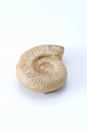Foto de Un pequeño fósil de amonita en el fondo, de cerca - Imagen libre de derechos