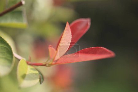 Téléchargez les photos : Gros plan de petite plante aux feuilles vertes et rouges sur fond flou - en image libre de droit