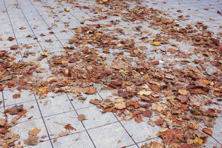 Foto de Hojas de otoño sobre el fondo de asfalto en la ciudad - Imagen libre de derechos
