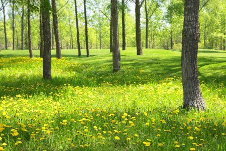 Foto de Hermoso paisaje con flores amarillas en el prado y árboles en el parque - Imagen libre de derechos