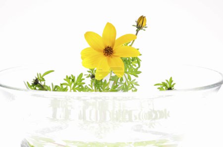 Foto de Flor amarilla con verde aislado sobre fondo blanco - Imagen libre de derechos