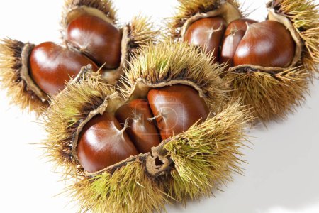 Photo for Raw autumn chestnuts on background, close up - Royalty Free Image