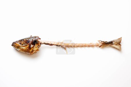Téléchargez les photos : Squelette de poisson sur une surface blanche, gros plan - en image libre de droit
