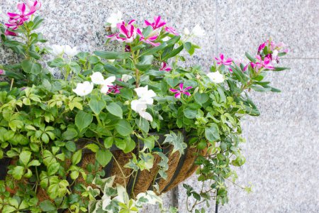 Téléchargez les photos : Pots de fleurs suspendus au mur - en image libre de droit