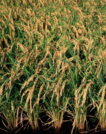 Foto de Planta de arroz verde en el campo, planta de arroz - Imagen libre de derechos