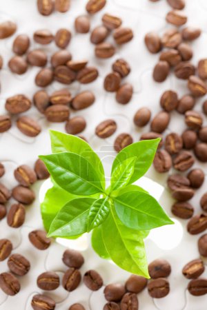 Téléchargez les photos : Plante fraîche avec feuilles vertes et grains de café sur fond blanc - en image libre de droit