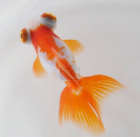 Photo for Goldfish swimming on white background - Royalty Free Image