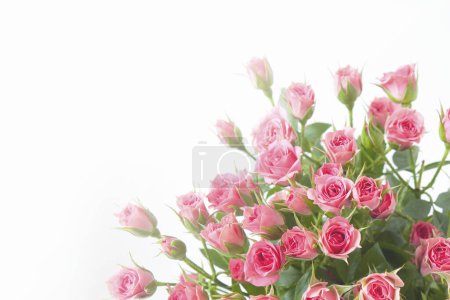 Photo for Pink rose flowers isolated on white background - Royalty Free Image
