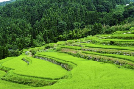 Téléchargez les photos : Terrasses de riz dans les montagnes - en image libre de droit