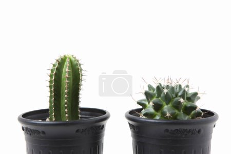 Photo for Cactus with white background, cactus plants - Royalty Free Image