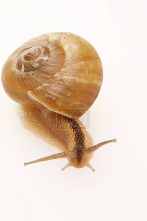 Téléchargez les photos : Un escargot isolé sur fond blanc - en image libre de droit