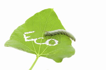 Foto de Un insecto de la comida en una hoja con la palabra ecológica, sobre un fondo blanco - Imagen libre de derechos