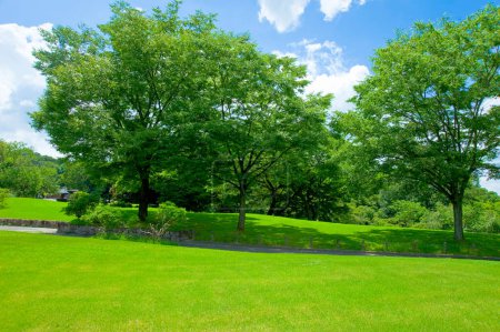 Téléchargez les photos : Vue d'été du parc verdoyant avec arbres - en image libre de droit
