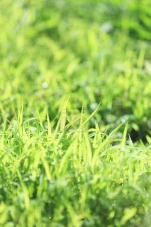 Téléchargez les photos : Fond d'herbe verte. nature herbe verte fond de champ - en image libre de droit