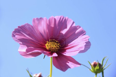 Foto de Cosmos rosa flor en el jardín - Imagen libre de derechos