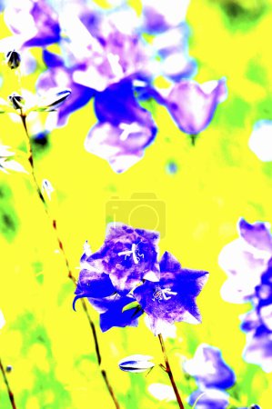Photo for Beautiful flowers in the garden - Royalty Free Image