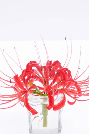 Photo for Clustered amaryllis, red flower on white - Royalty Free Image