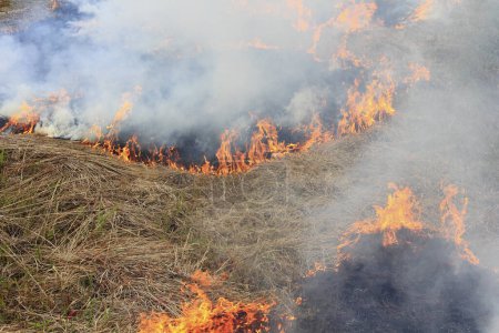 Téléchargez les photos : Herbe brûlante dans la forêt - en image libre de droit