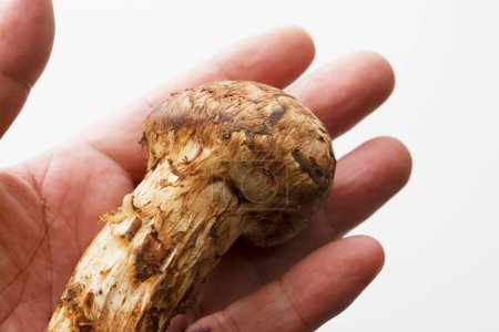 Téléchargez les photos : Main tenant champignon shimeji frais - en image libre de droit