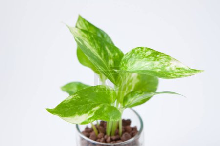 Photo for Green plant in pot on white background - Royalty Free Image