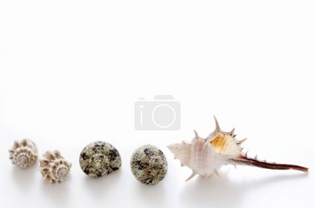 Foto de Conchas marinas sobre un fondo claro
. - Imagen libre de derechos