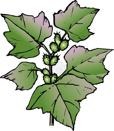 Foto de Planta verde sobre fondo blanco, ilustración hecha a mano de planta casera con bayas - Imagen libre de derechos