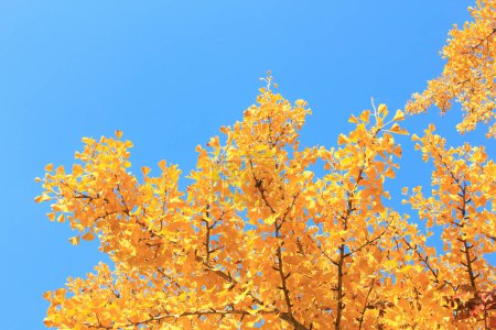 Téléchargez les photos : Feuilles d'automne et ciel bleu, flore de saison d'automne - en image libre de droit