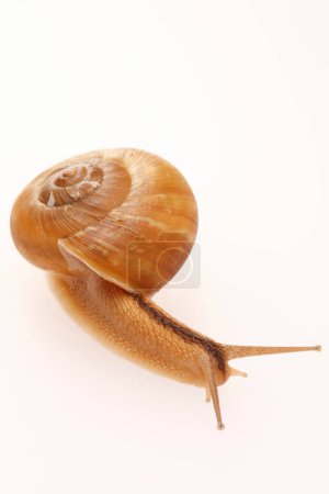 Téléchargez les photos : Un escargot isolé sur fond blanc - en image libre de droit