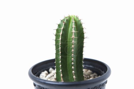Foto de Cactus verde en una maceta sobre fondo blanco - Imagen libre de derechos