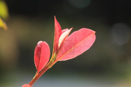Foto de Primer plano de la pequeña planta con hojas verdes y rojas sobre fondo borroso - Imagen libre de derechos