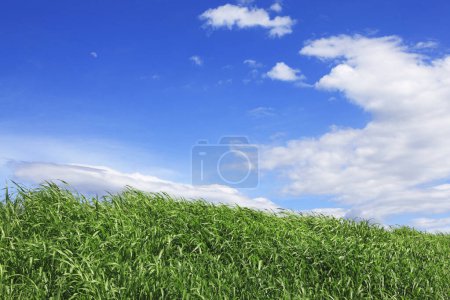 Photo for Green field under blue sky on sunny day - Royalty Free Image