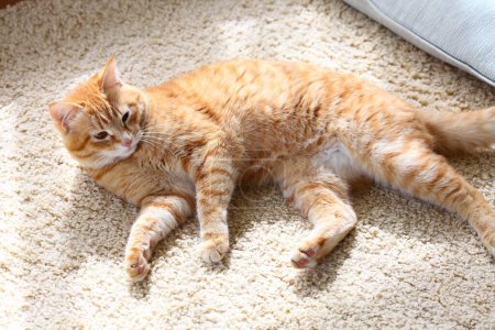 Foto de Lindo gato rojo descansando en el suelo, primer plano - Imagen libre de derechos