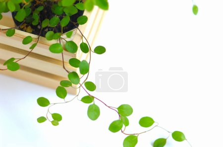 Photo for Green leaf in wooden box on white background - Royalty Free Image